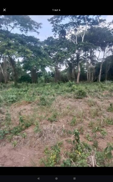 Terre agricole à louer à TOUMODI