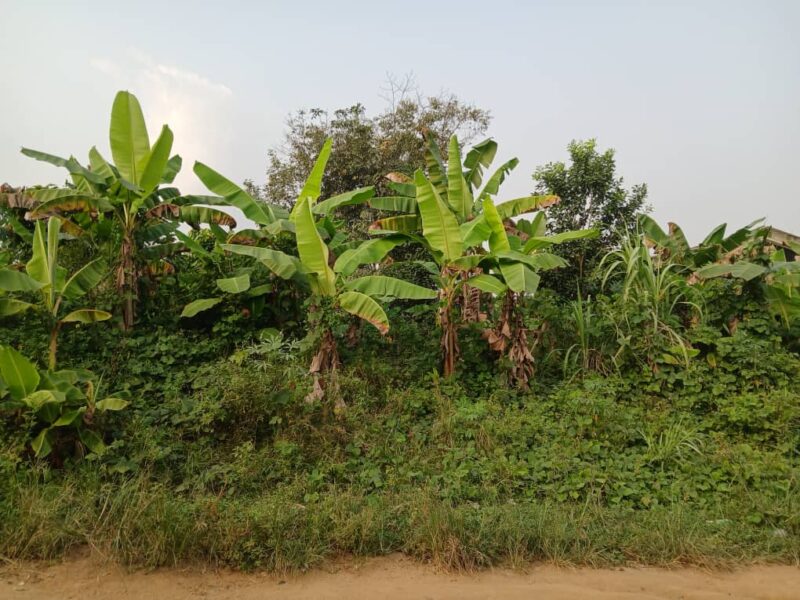 Location de terre agricole à brofodoumé
