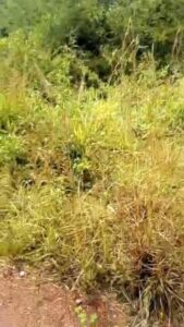 Location de terre agricole sur brofodoumé