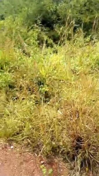 Location de terre agricole sur brofodoumé