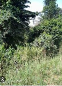 Location de terre agricole sur Abobo Akeikoi