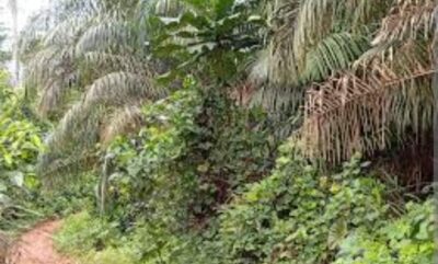 Location de terre agricole sur brofodoumé