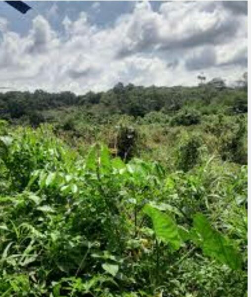 Location de terre agricole sur Memni