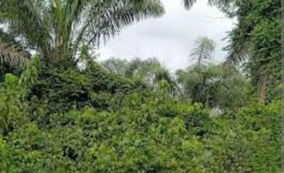 Location de terre agricole sur brofodoumé