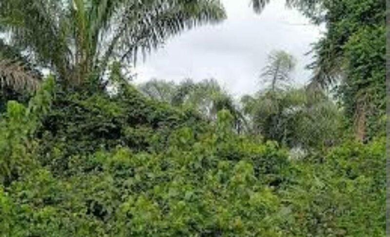 Location de terre agricole sur brofodoumé