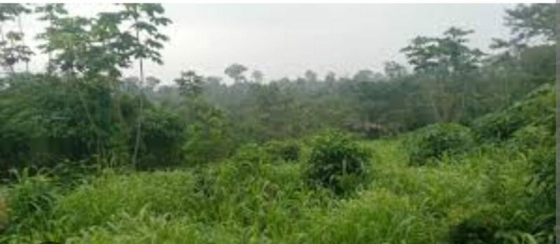 Location de terre agricole sur brofodoumé