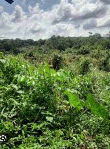 Location de terre agricole sur la route d'Alépé