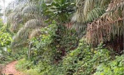 Location de terre agricole sur singrobo