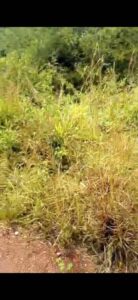 Location de terre agricole sur Akoupe