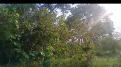 Location de terre agricole sur Brofodoumé