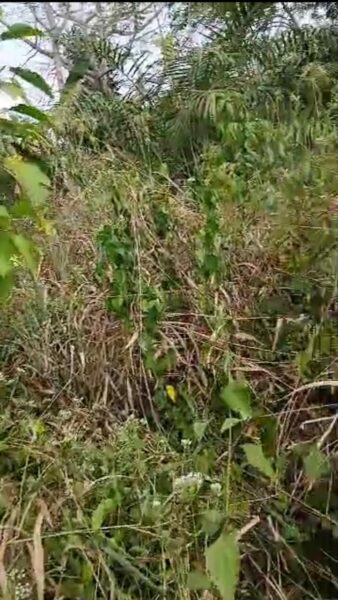 Location de terre agricole sur Bongouanou