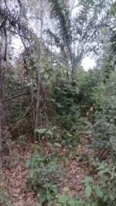 Location de terre agricole sur Bongouanou