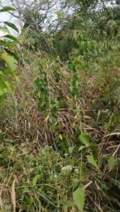 Location de terre agricole sur M'Batto